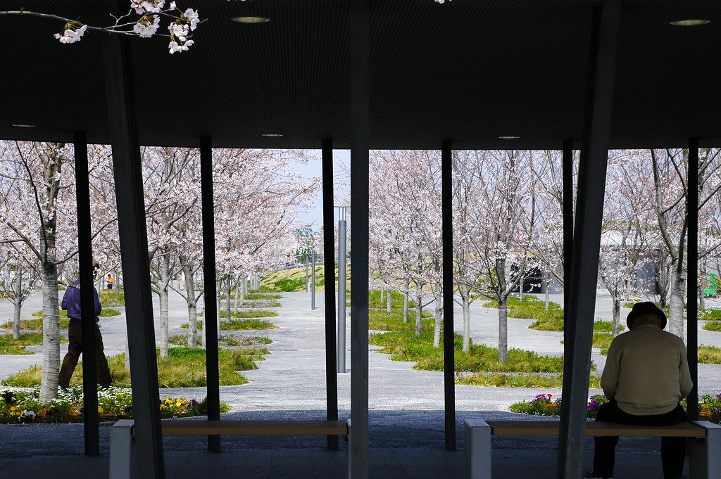 🌸 벚꽃 광장(사쿠라 히로바) 이미지 5